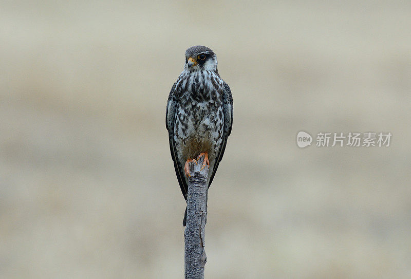 雌远东隼(Falco amurensis)